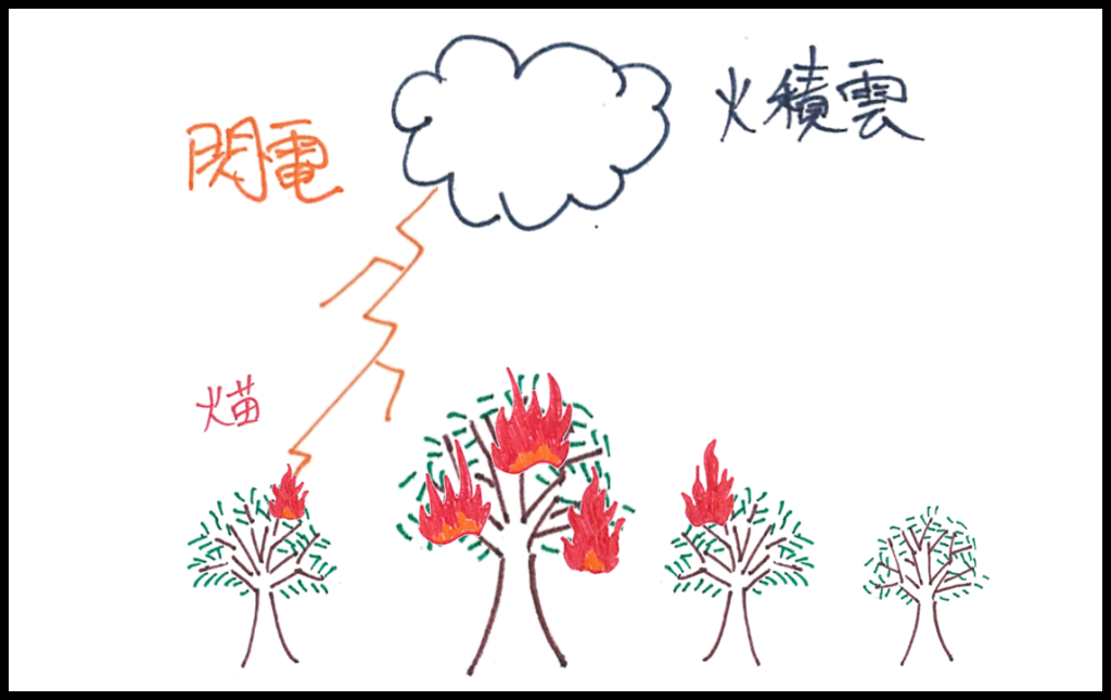 火積雲伴隨的閃電,容易在尚未燃燒的森林區域產生新的火源。