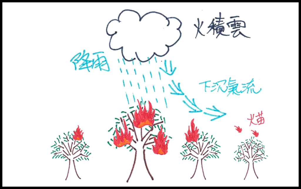 火積雲發展到後期,伴隨降雨形成的下暴氣流在地表附近形成向外的強風,有利於火苗擴散。